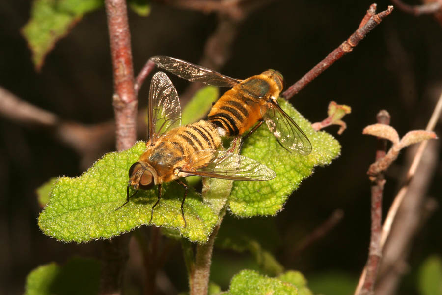 Ditteri copulanti: Villa sp. (Bombyliidae)